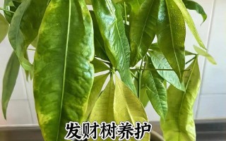 发财树换盆注意事项（发财树换盆怎么浇水）