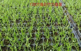 海石竹的繁殖方法（海石竹的繁殖方法图解）