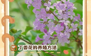 丁香花怎么养（丁香花怎么养护和管理）
