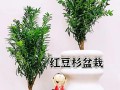 红豆杉用什么土栽培好（红豆杉用什么土栽培好活）