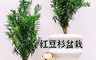 红豆杉用什么土栽培好（红豆杉用什么土栽培好活）