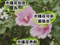 木槿花的花后处理（木槿花怎么护理）