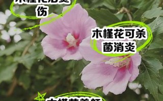 木槿花的花后处理（木槿花怎么护理）