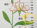 不同花序与植物的关系（植物学花序类型）
