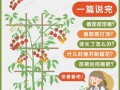 西红柿种植技术（西红柿种植技术与管理方法有哪些）
