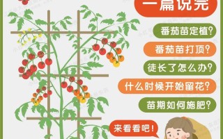 西红柿种植技术（西红柿种植技术与管理方法有哪些）