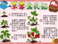 草莓植物小知识简短版（草莓植物简介）