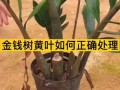 金钱树如何分株（金钱树怎么分株）