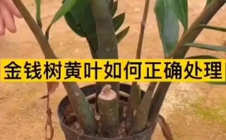 金钱树如何分株（金钱树怎么分株）