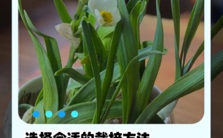 你养的水仙花不香的原因（水仙花不香是什么原因）