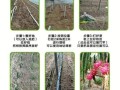 火龙果盆栽技术（火龙果盆栽的养殖方法和注意事项）