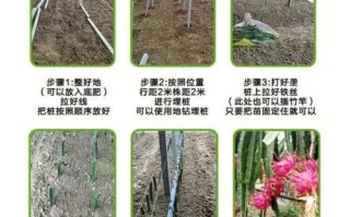 火龙果盆栽技术（火龙果盆栽的养殖方法和注意事项）