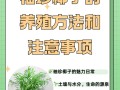 袖珍椰子怎么养长得快（袖珍椰子怎样繁殖怎样繁殖）