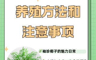 袖珍椰子怎么养长得快（袖珍椰子怎样繁殖怎样繁殖）