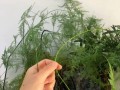 如何有效防止文竹干尖（如何防止文竹长高）