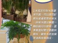 水培文竹自制营养液方法（水文竹营养液怎么制作）