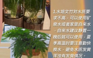 水培文竹自制营养液方法（水文竹营养液怎么制作）