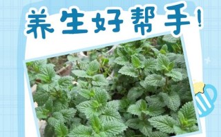 香蜂草怎么养（香蜂草怎么养殖方法）
