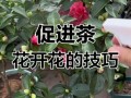如何让茶花尽快开花（如何让茶花尽快开花结果）