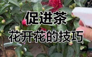 如何让茶花尽快开花（如何让茶花尽快开花结果）
