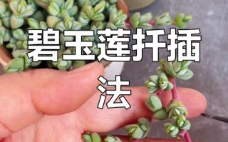 碧玉莲怎么繁殖（碧玉莲种植方法）