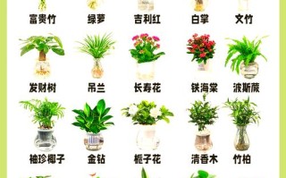 鸭脚木可以用啤酒浇吗（鸭爪木能浇啤酒吗）