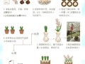怎样栽培风信子（怎么种风信子土培）