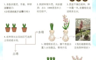 怎样栽培风信子（怎么种风信子土培）