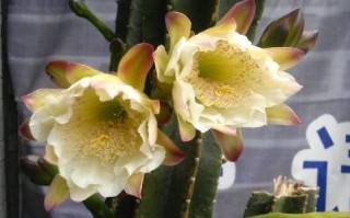 霸王鞭植物知识小百科（霸王鞭植物知识小百科图片）