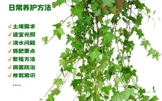 常春藤怎么养能爆盆（常春藤怎么养能爆盆视频）