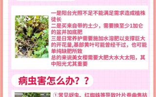 如何延长美女樱的花期（美女樱如何催芽）