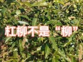 杠柳怎么播种（杠柳怎么种植）