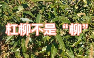 杠柳怎么播种（杠柳怎么种植）