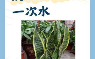 虎皮兰换盆后多久浇水（虎皮兰换盆后多久可以施肥）