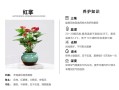 花卉植物养护的知识（花卉绿植养护）