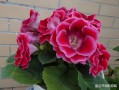 大岩桐花谢后怎么修剪（大岩桐花后怎么处理）