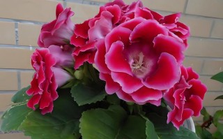 大岩桐花谢后怎么修剪（大岩桐花后怎么处理）
