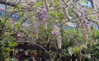 葛花的繁殖方式（葛花的繁殖方式是什么）