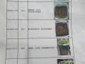 凤仙花怎么养（凤仙花怎么养活才能开花）