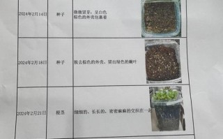 凤仙花怎么养（凤仙花怎么养活才能开花）