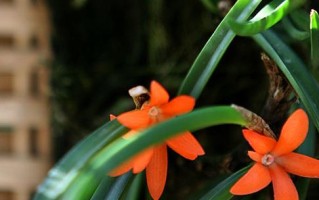 鸟舌兰怎么浇水（鸟舌兰怎么浇水施肥）