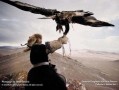 海冬青是什么（海冬青是什么人）
