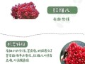 红稚儿的繁殖方法（红稚儿怎么养）