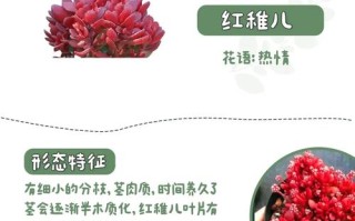 红稚儿的繁殖方法（红稚儿怎么养）