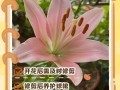 百合开花后怎么处理（百合开花后怎么处理可以延长开花时间）