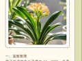 君子兰怎么养才能开花（君子兰怎么养才能开花,开花的窍门）