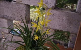 燕子掌绿油油超耐看（燕子掌比较好看的造型）