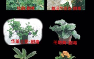 怎么辨别番茉莉（番茉莉怎么养）
