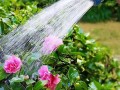 给花浇点废水（给花浇点废水什么意思）