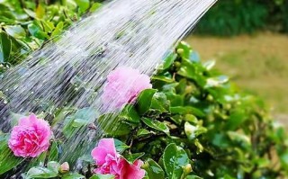 给花浇点废水（给花浇点废水什么意思）